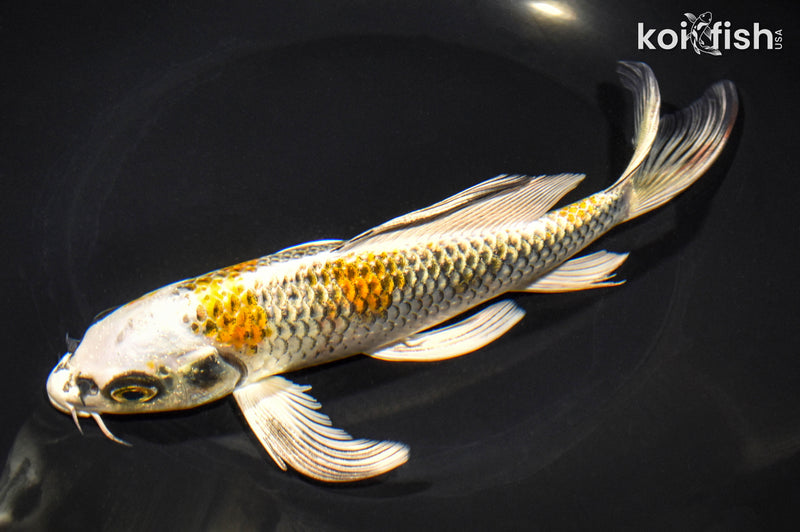 8" KUJAKU BUTTERFLY