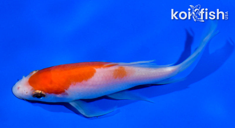 4.5" KOHAKU BUTTERFLY