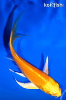 4.75" YAMABUKI OGON BUTTERFLY