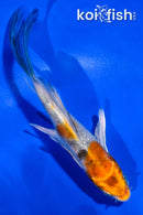 5" YAMATO NISHIKI BUTTERFLY