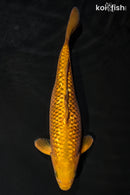 14.75" GINRIN CHAGOI