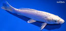 8.75" DOITSU PLATIUM OGON