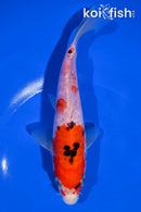 7" DOITSU GOSHIKI
