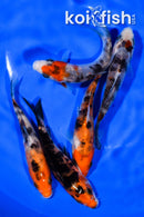 PACK OF (5) 3.75-4" STANDARD KOI