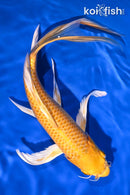 10.5" YAMABUKIOGON BUTTERFLY
