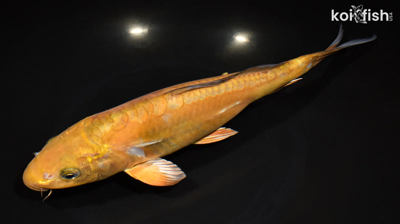 11" DOITSU CHAGOI
