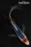 5.5" SHUSUI BUTTERFLY