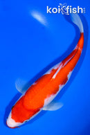 9.75" KUCHIBENI KOHAKU