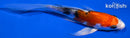 4.5" HEISEI NISHIKI BUTTERFLY