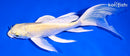 7.25" YAMABUKI OGON BUTTERFLY