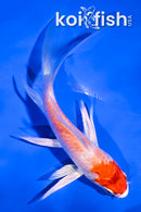 4.5" KIKUSUI BUTTERFLY