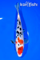 7.75" SANKE