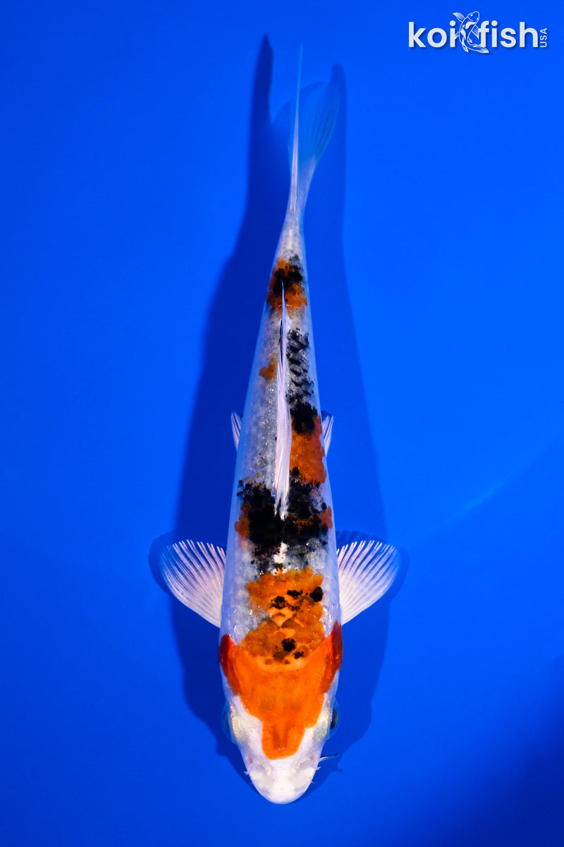5" YAMATO NISHIKI