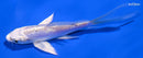 4.5" DOITSU PLATINUM OGON BUTTERFLY