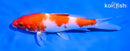 5" KOHAKU