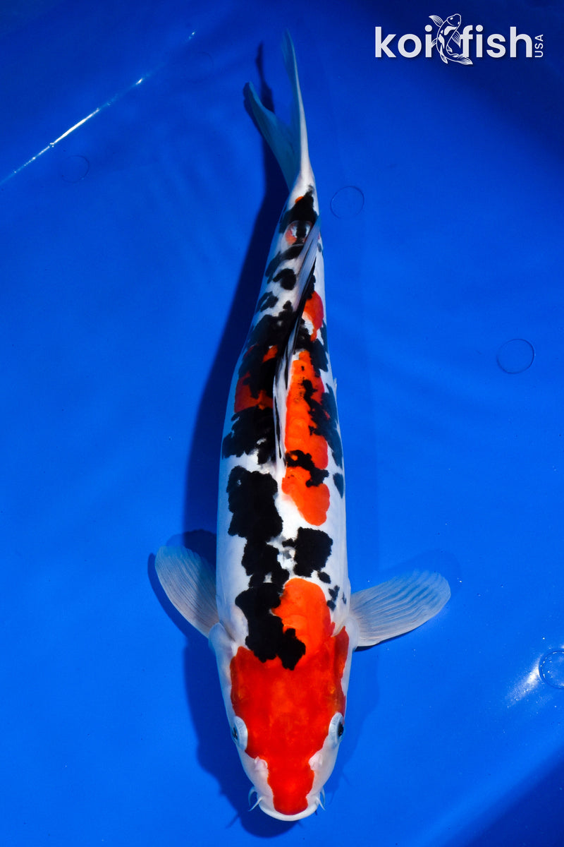 14.5" DOITSU SANKE