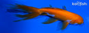 4.75" WATONAI GOLDFISH