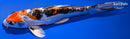 8.75" HEISEI NISHIKI