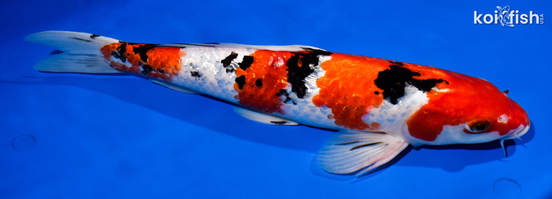 15" GINRIN SANKE