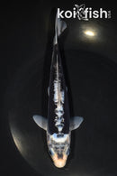 7.5" GINRIN KUMONRYU