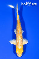 5.75" GINRIN YAMABUKI OGON