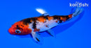 5.75" SANKE