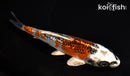 5.5" GINRIN KUJAKU