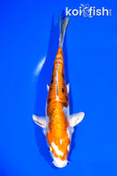 7.75" HEISEI NISHIKI