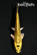 4.5" KIN KIKOKURYU