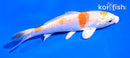 5" HARIWAKE