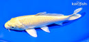7" YAMABUKI OGON