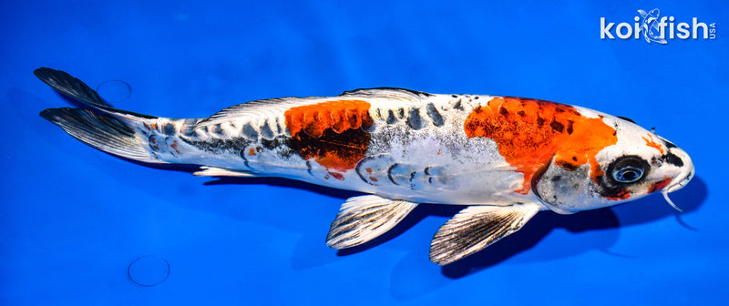 11.5" BENI KIKOKURYU