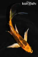 6" KIN HI UTSURI BUTTERFLY