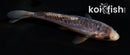 4.5" SHUSUI