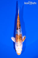 5" GINRIN YAMATO NISHIKI