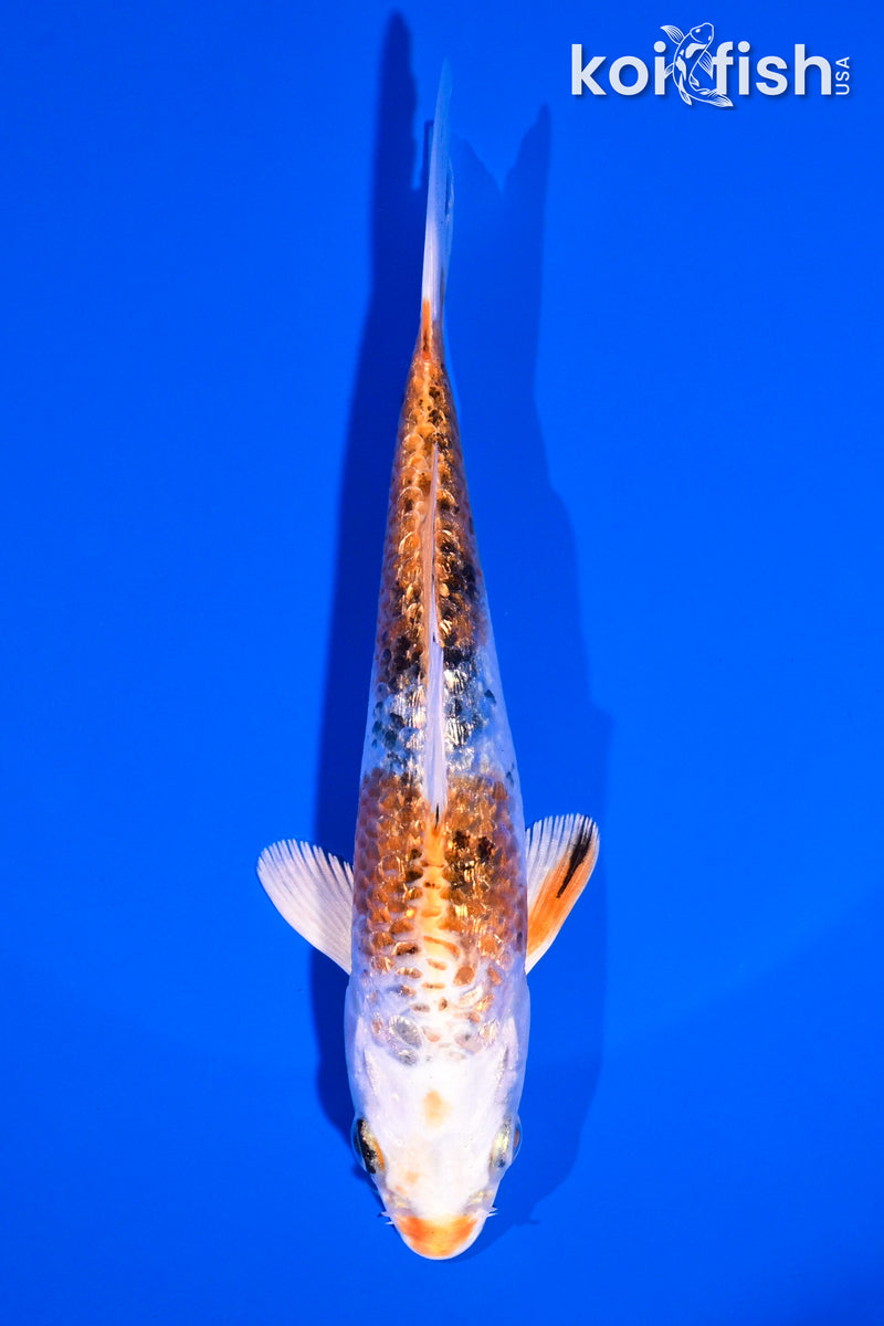 5" GINRIN YAMATO NISHIKI