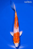 6" HARIWAKE