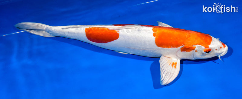 15.5" KIKUSUI
