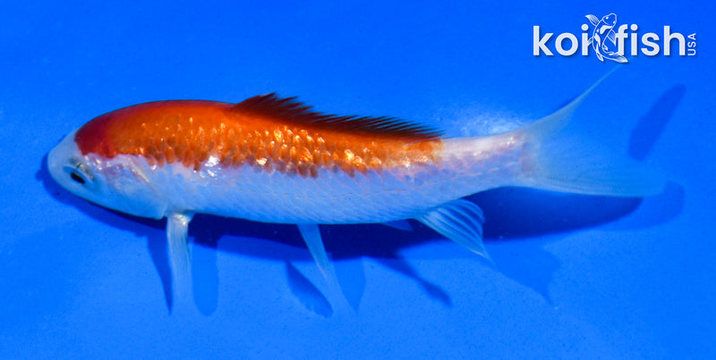 4.5" GINRIN KOHAKU