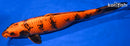 16.25" KIN HI UTSURI