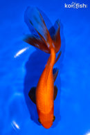 7.25" WATONAI GOLDFISH