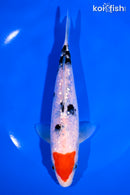 7" GINRIN TANCHO SANKE