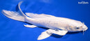 10.5" PLATINUM OGON BUTTERFLY