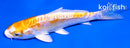4.5" DOITSU LEMON HARIWAKE