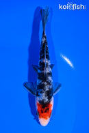 5.5" DOITSU SANKE