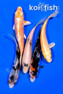PACK OF (5) 4.5-4.75" STANDARD KOI