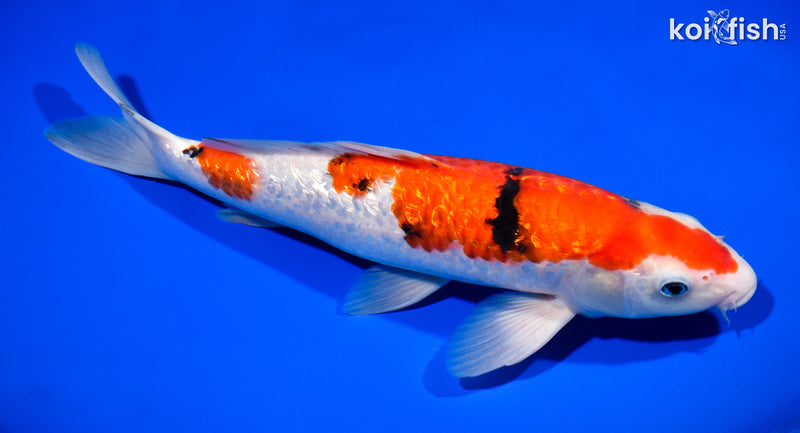 11.75" GINRIN SANKE