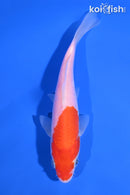 5.75" KOHAKU
