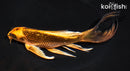 7.75" ORENJI MATSUBA BUTTERFLY