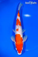 11" GINRIN KOHAKU